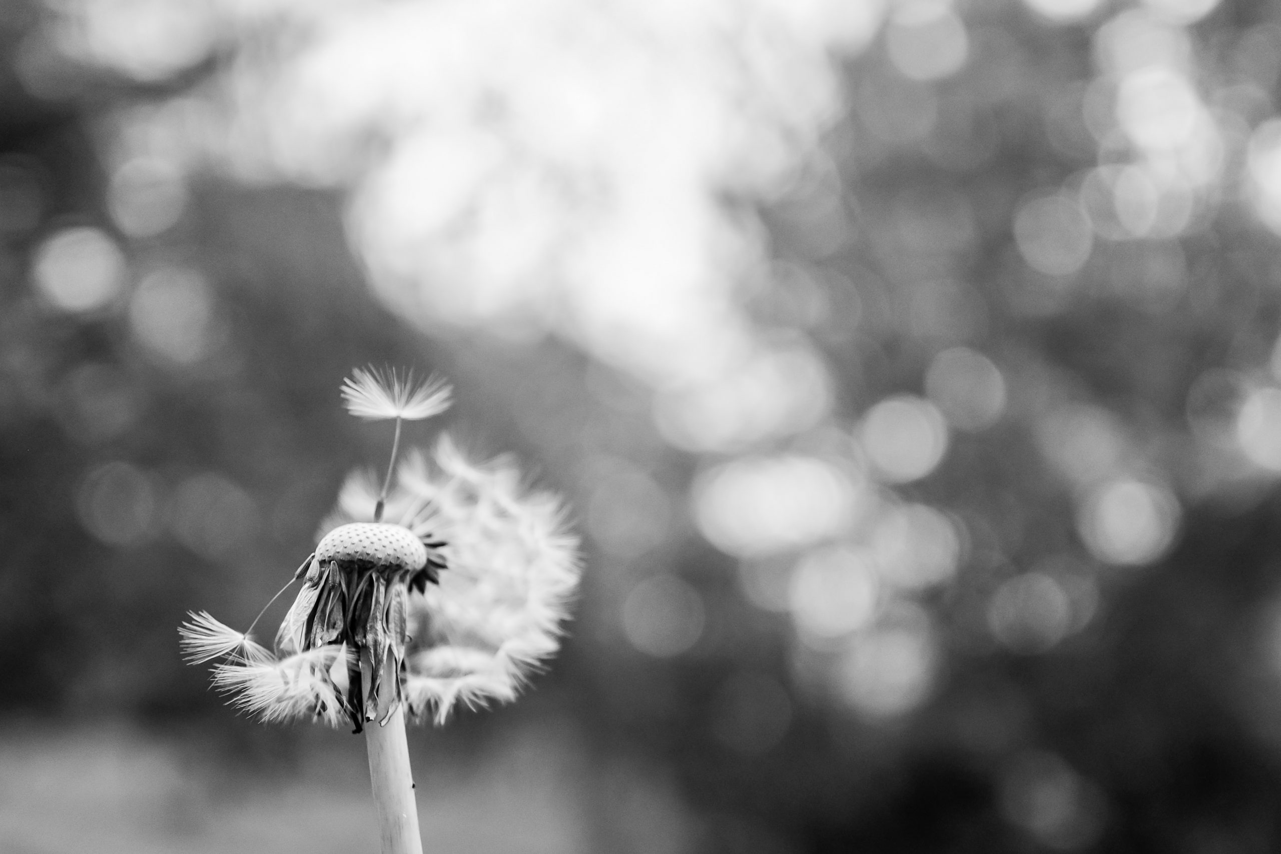ylona-maria-rybka-Muy1MbTELcA-unsplash