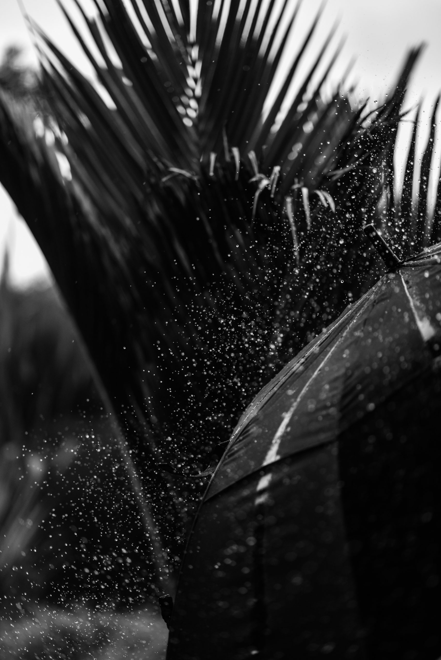 zane-lee-RfYnv50YY7c-unsplash